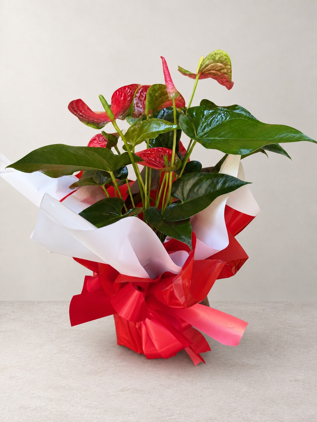 Anthurium